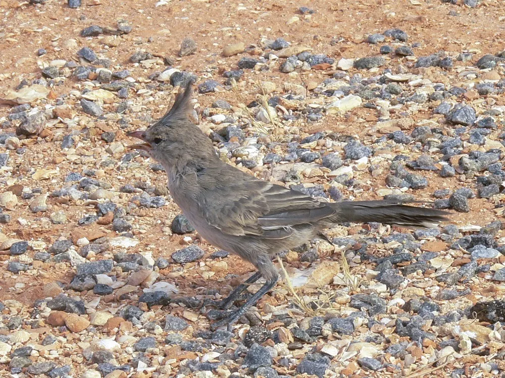 西啸冠鸫(Psophodes occidentalis)