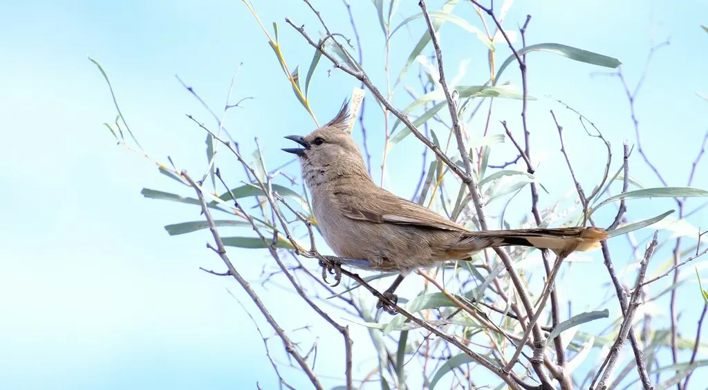 西啸冠鸫(Psophodes occidentalis)