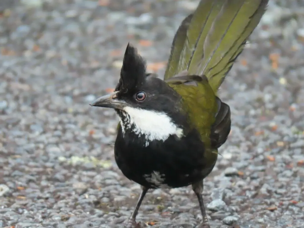 绿啸冠鸫(Psophodes olivaceus)
