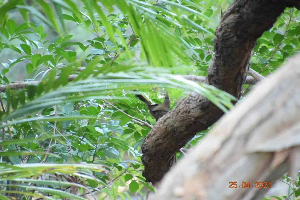 绿啸冠鸫(Psophodes olivaceus)