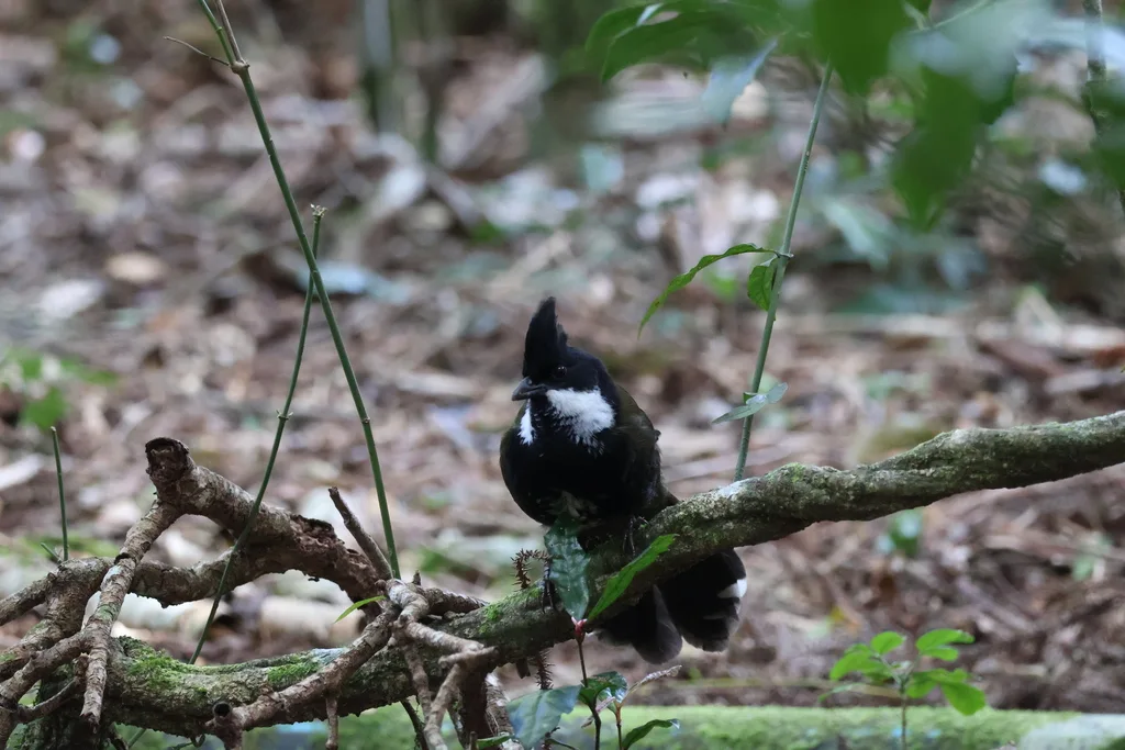 绿啸冠鸫(Psophodes olivaceus)