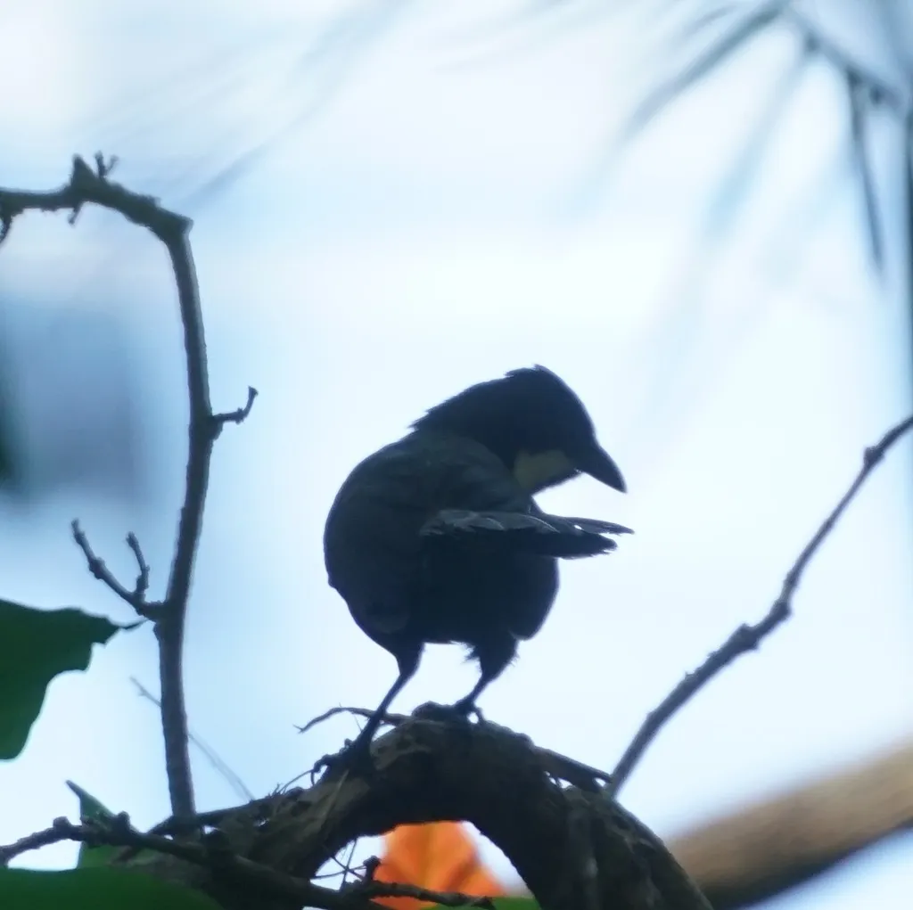 绿啸冠鸫(Psophodes olivaceus)