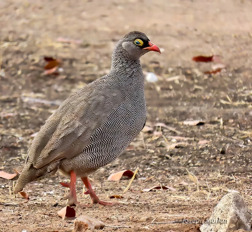 红嘴鹧鸪(Pternistis adspersus)