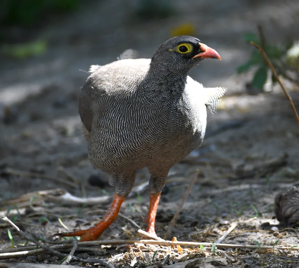 红嘴鹧鸪(Pternistis adspersus)