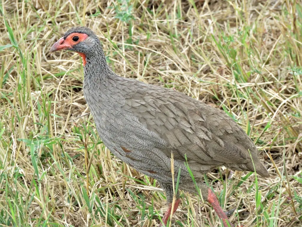 红喉鹧鸪(Pternistis afer)