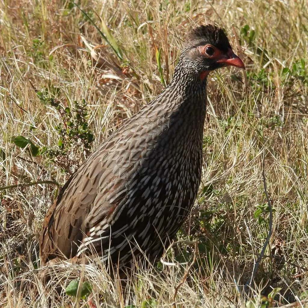红喉鹧鸪(Pternistis afer)