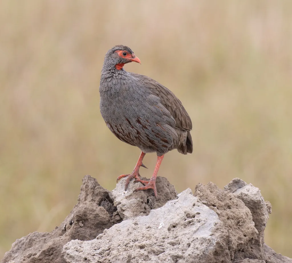 红喉鹧鸪(Pternistis afer)