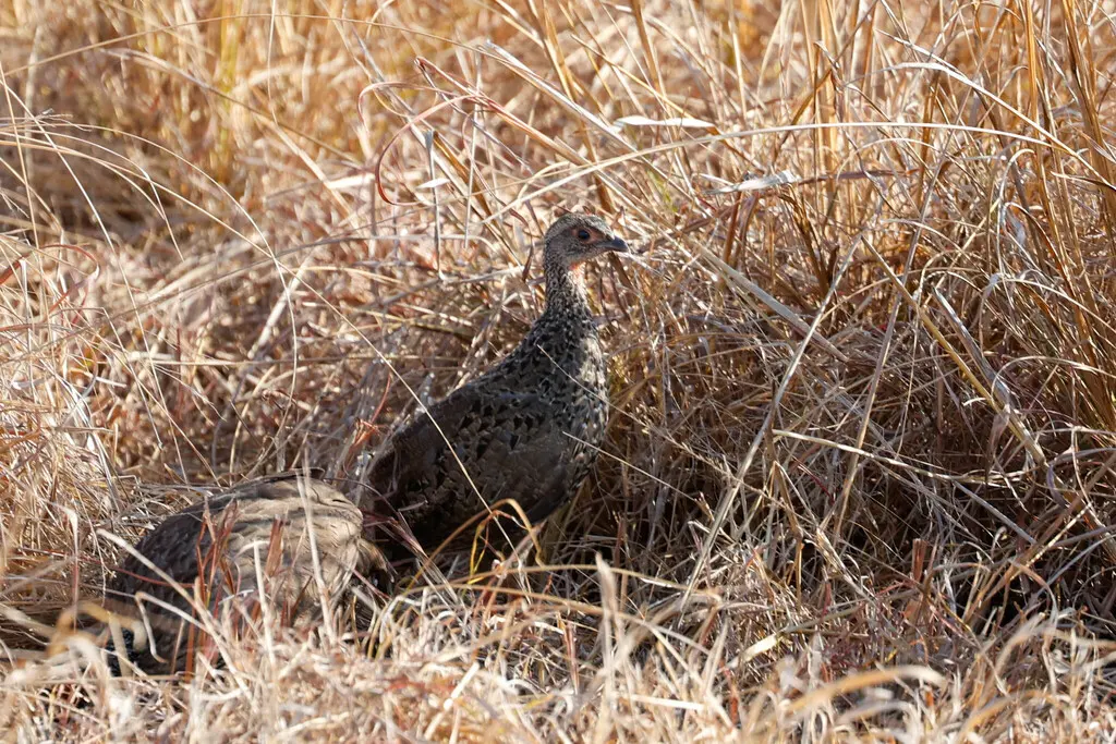 红喉鹧鸪(Pternistis afer)