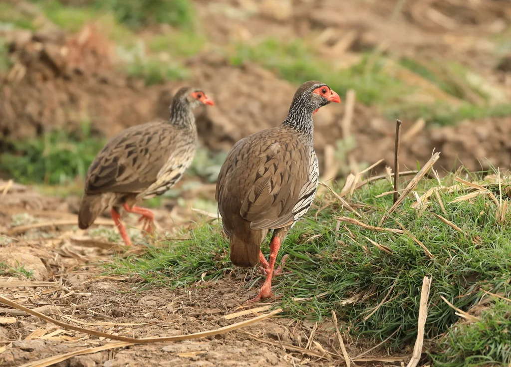 红喉鹧鸪(Pternistis afer)