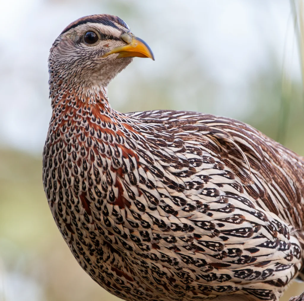 双距鹧鸪(Pternistis bicalcaratus)