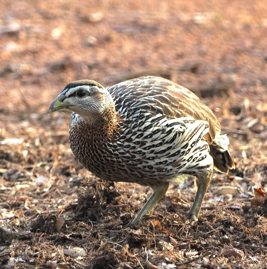 双距鹧鸪(Pternistis bicalcaratus)