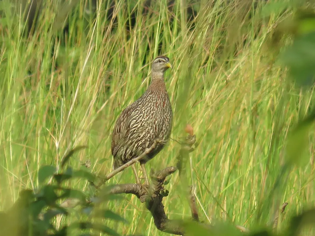 双距鹧鸪(Pternistis bicalcaratus)