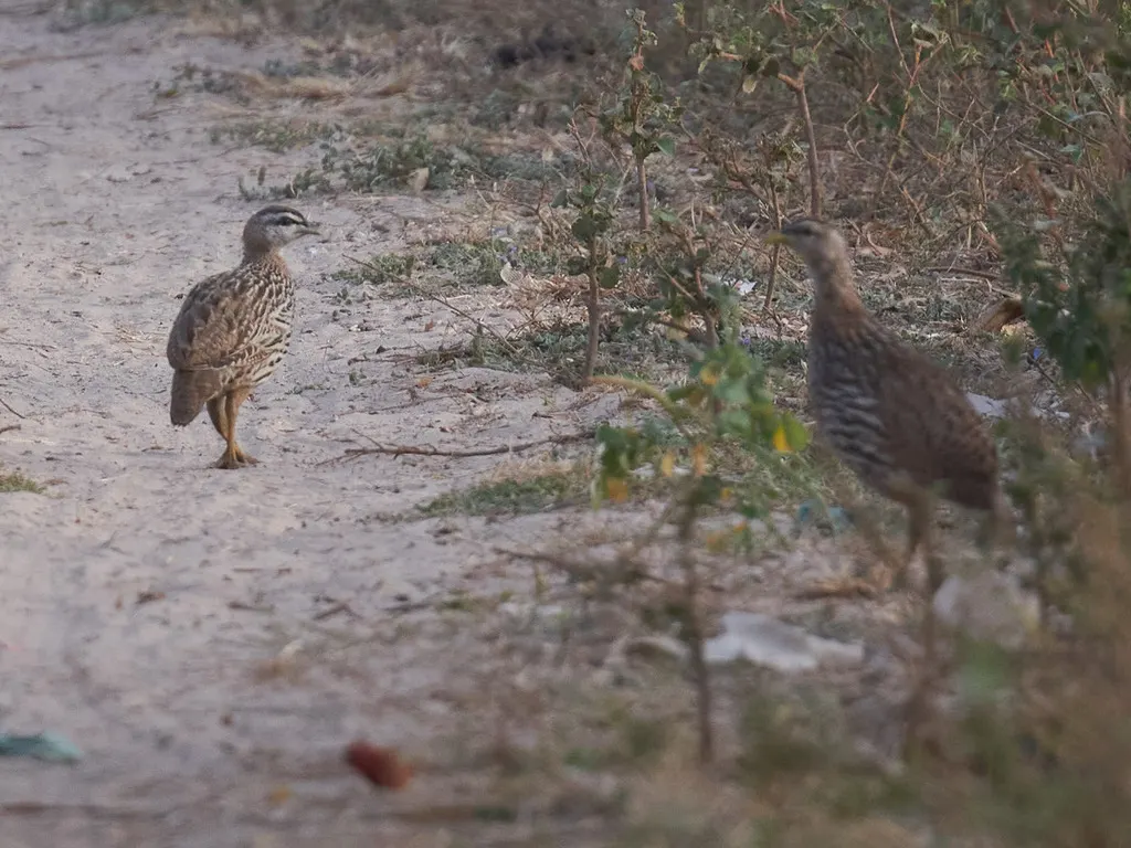 双距鹧鸪(Pternistis bicalcaratus)