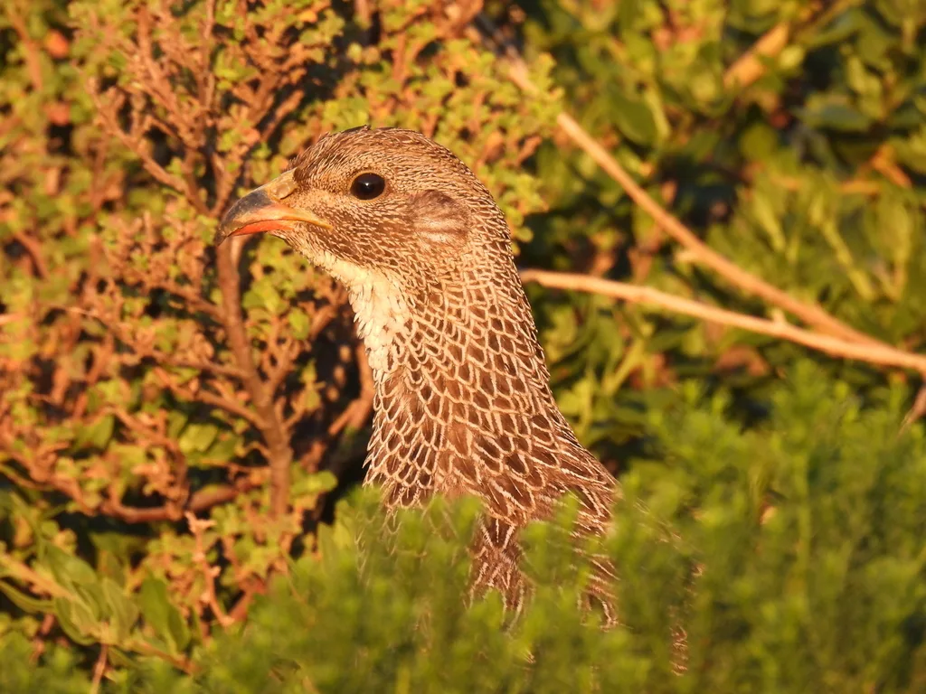 南非鹧鸪(Pternistis capensis)