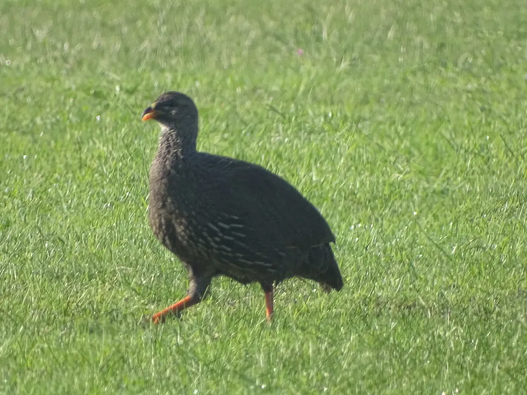 南非鹧鸪(Pternistis capensis)