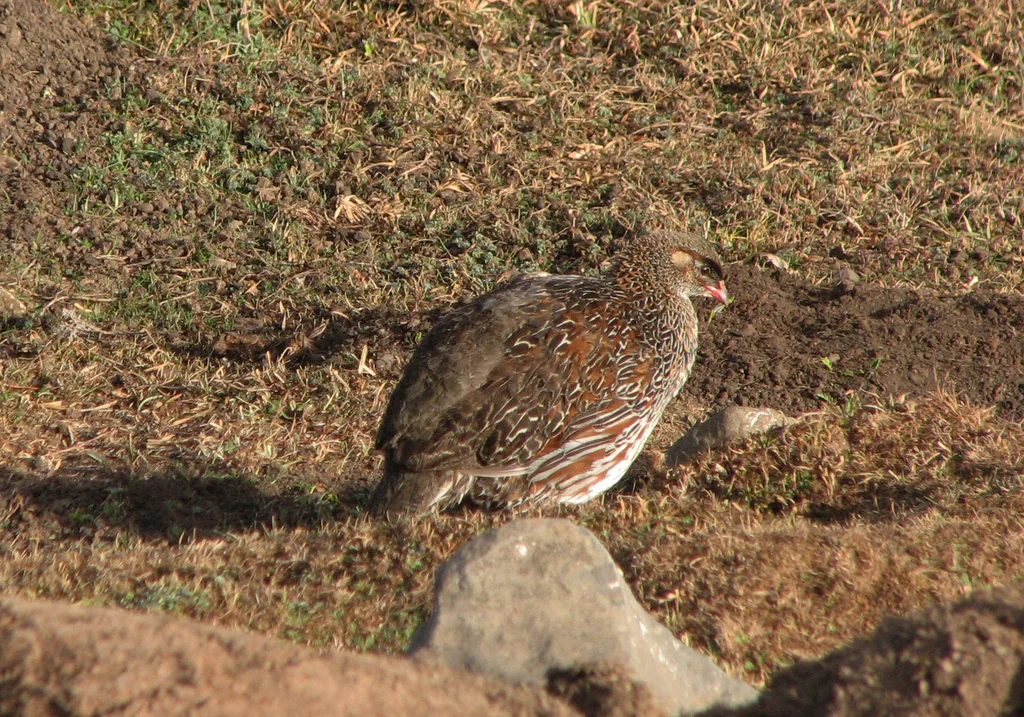 栗枕鹧鸪(Pternistis castaneicollis)