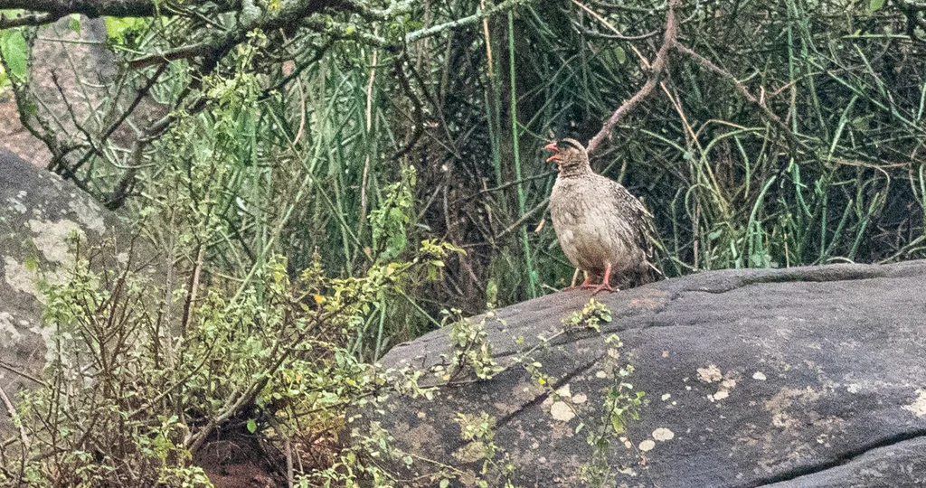 栗枕鹧鸪(Pternistis castaneicollis)