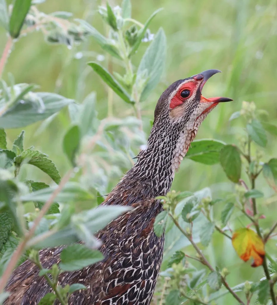 红眶鹧鸪(Pternistis clappertoni)