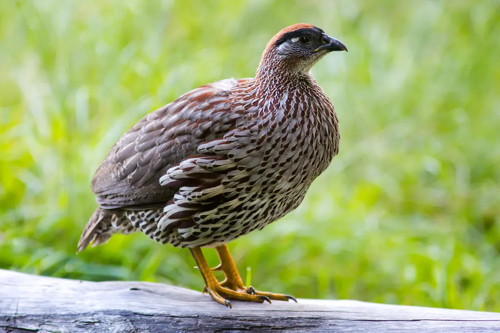 棕顶鹧鸪(Pternistis erckelii)