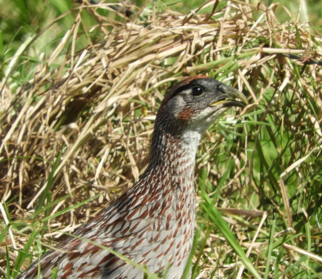 棕顶鹧鸪(Pternistis erckelii)