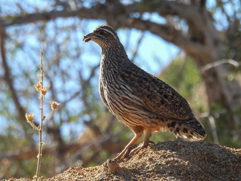 哈氏鹧鸪（Pternistis hartlaubi）