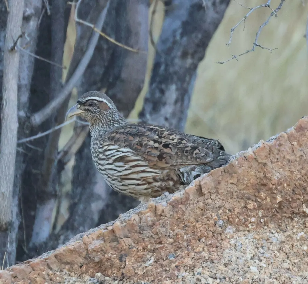 哈氏鹧鸪（Pternistis hartlaubi）