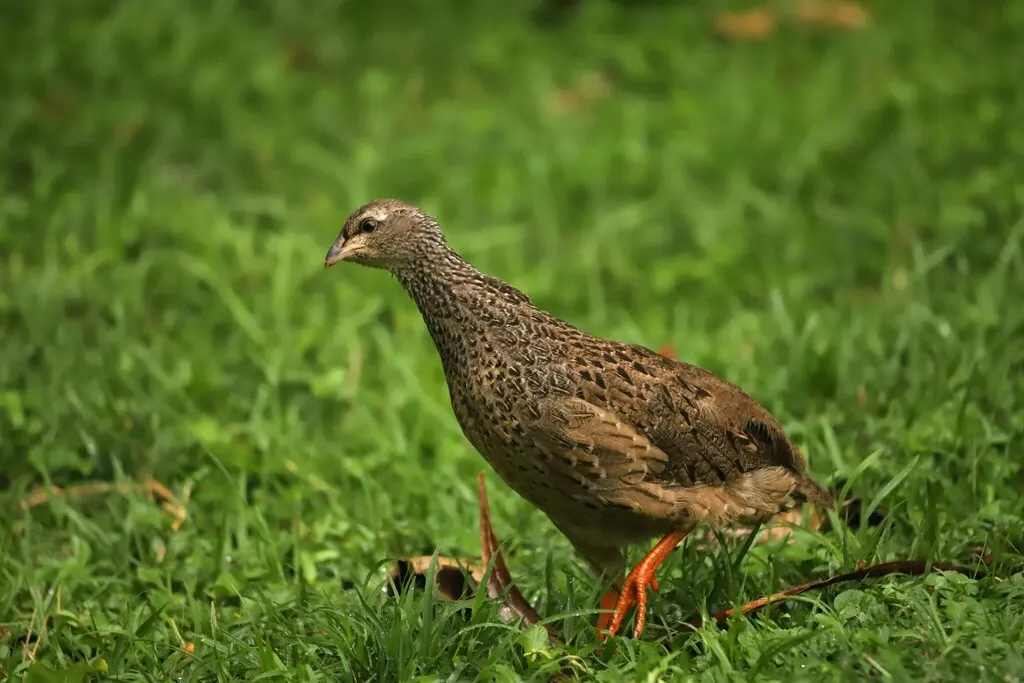 希氏鹧鸪(Pternistis hildebrandti)