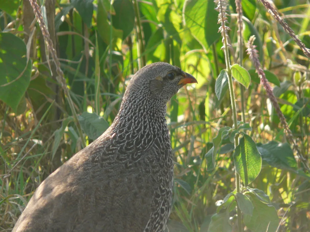 希氏鹧鸪(Pternistis hildebrandti)