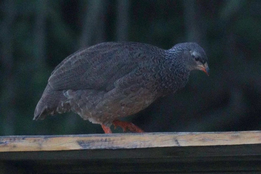 希氏鹧鸪(Pternistis hildebrandti)