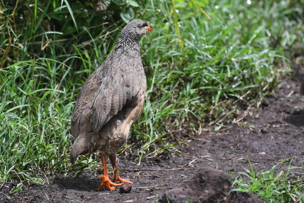 希氏鹧鸪(Pternistis hildebrandti)