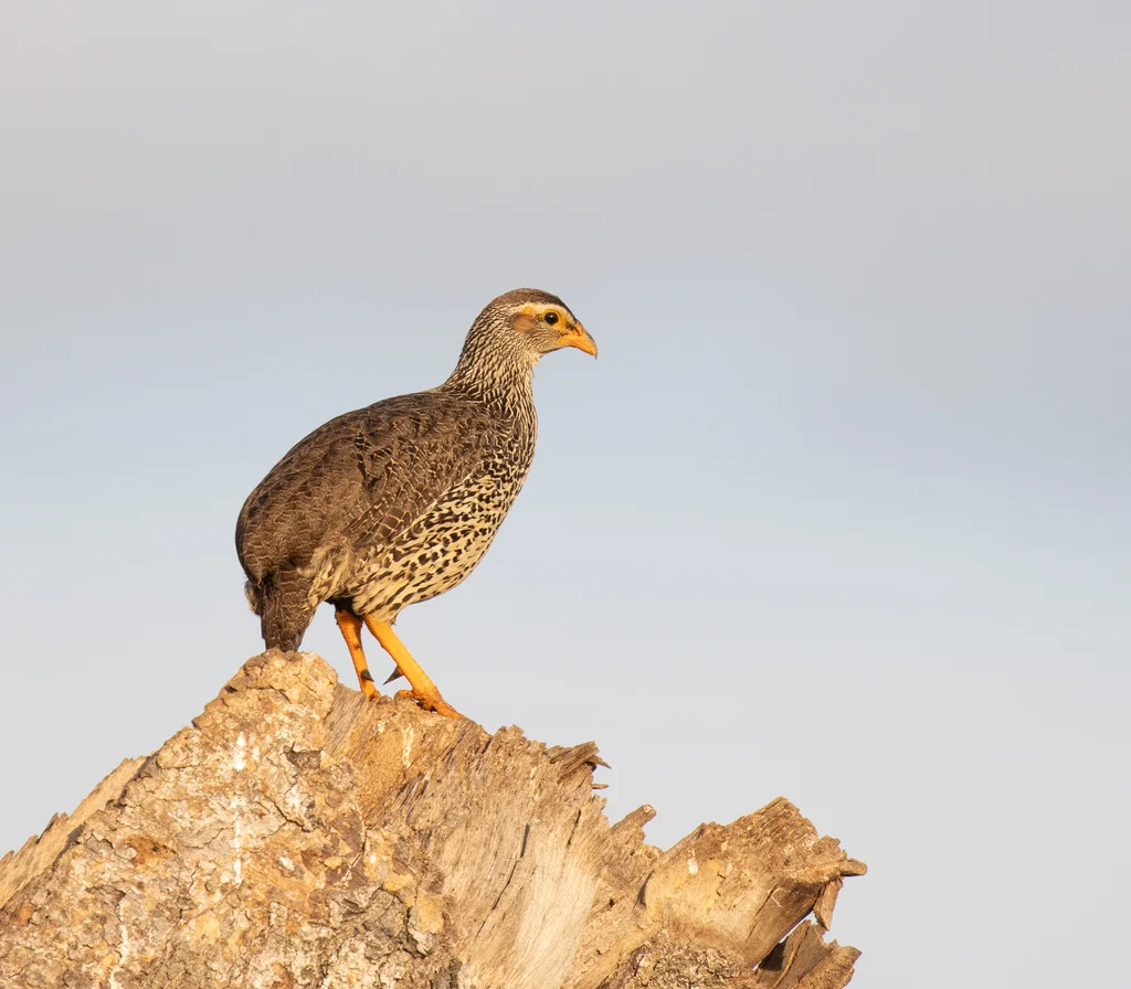黄嘴鹧鸪(Pternistis icterorhynchus)