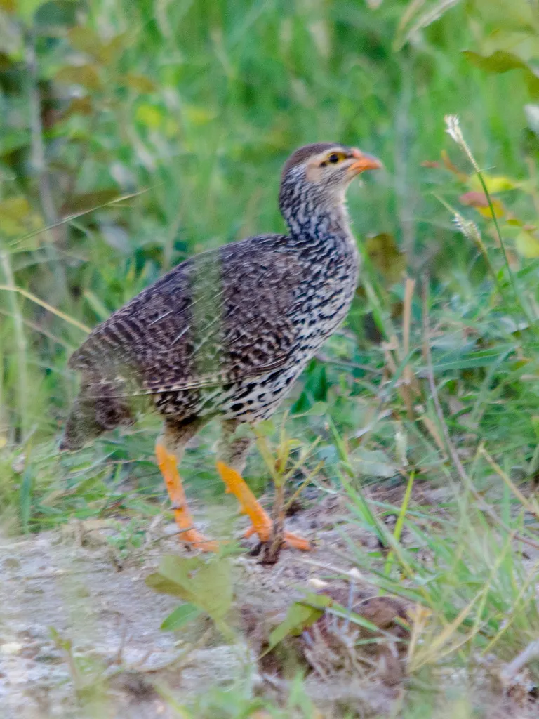 黄嘴鹧鸪(Pternistis icterorhynchus)