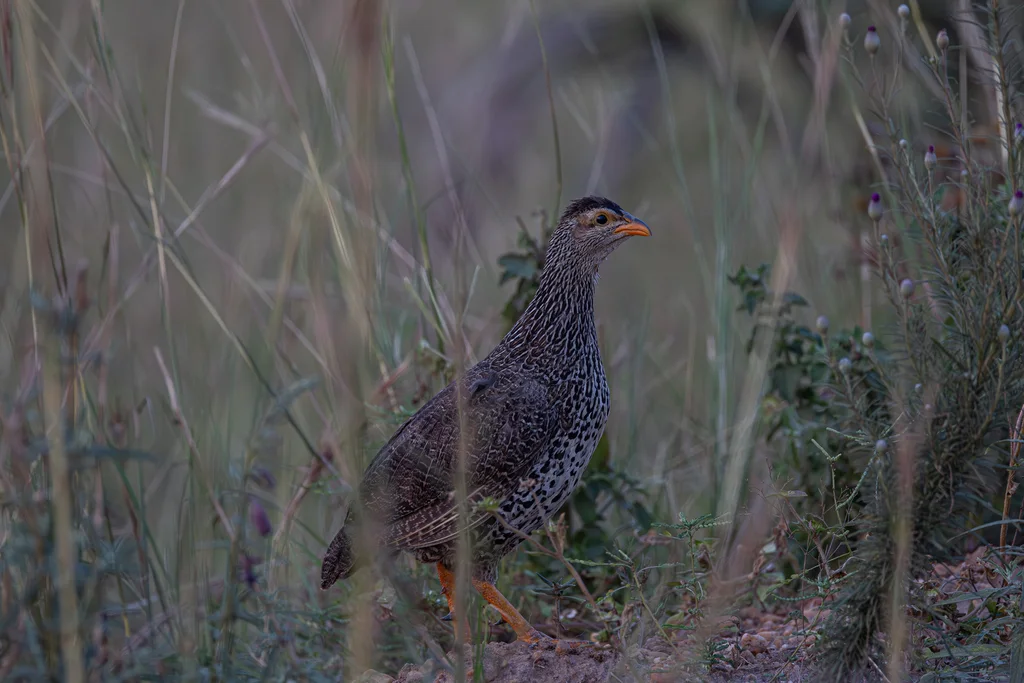 黄嘴鹧鸪(Pternistis icterorhynchus)