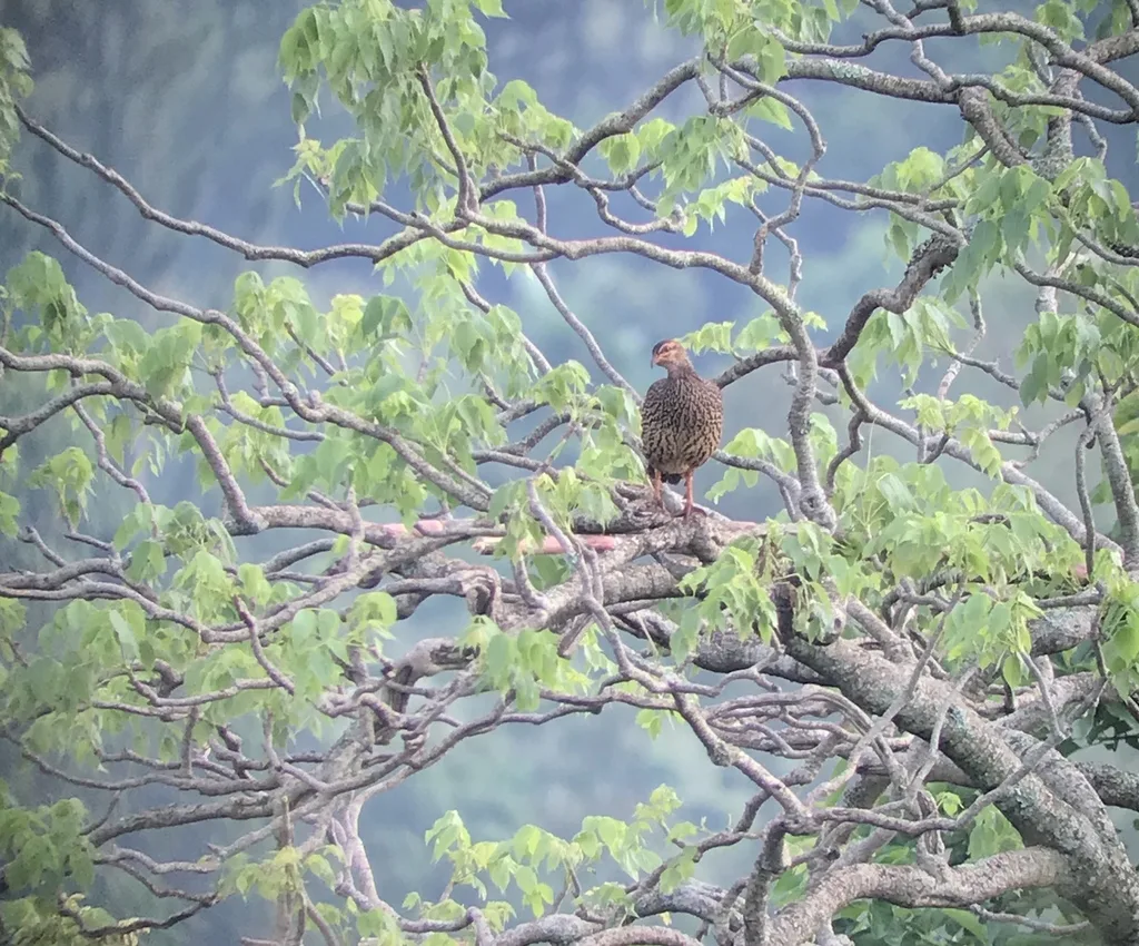 黄嘴鹧鸪(Pternistis icterorhynchus)