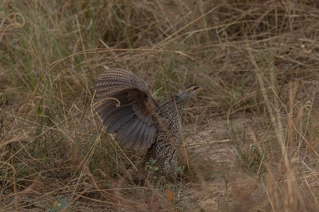 黄嘴鹧鸪(Pternistis icterorhynchus)