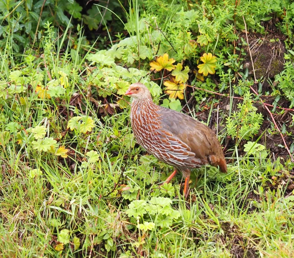 肯尼亚鹧鸪(Pternistis jacksoni)