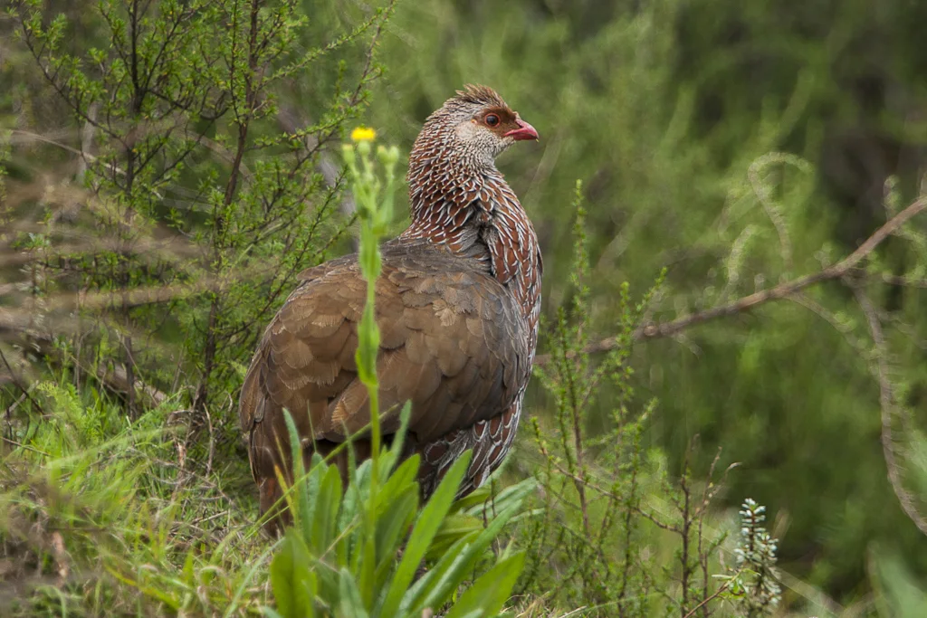 肯尼亚鹧鸪(Pternistis jacksoni)
