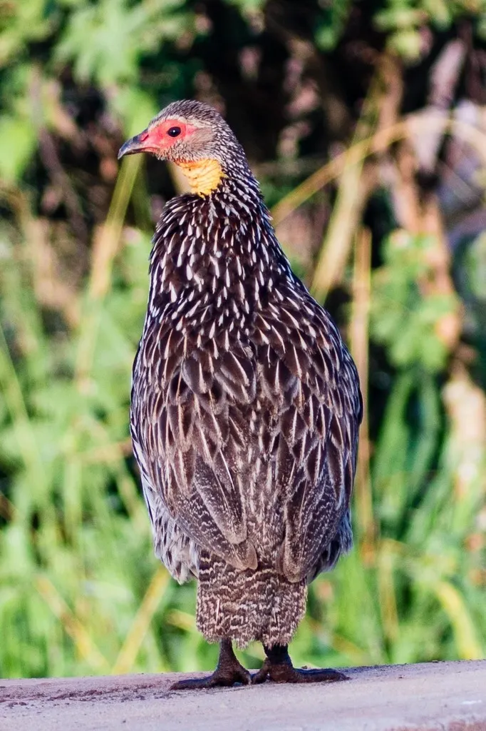 黄颈鹧鸪(Pternistis leucoscepus)