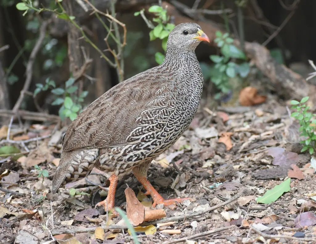 纳塔尔鹧鸪(Pternistis natalensis)