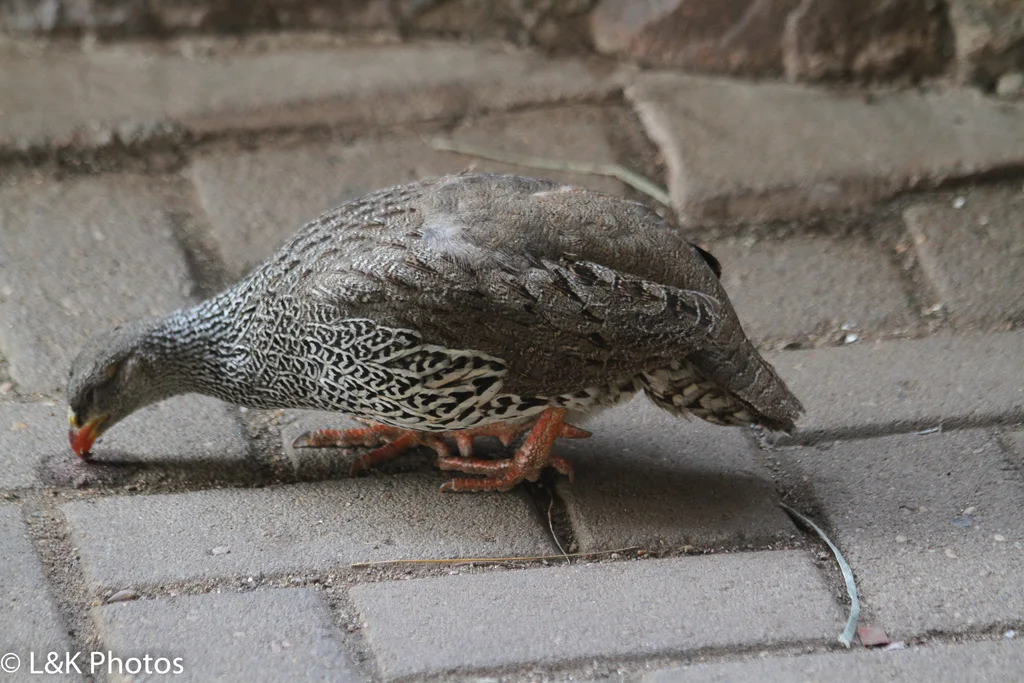 纳塔尔鹧鸪(Pternistis natalensis)