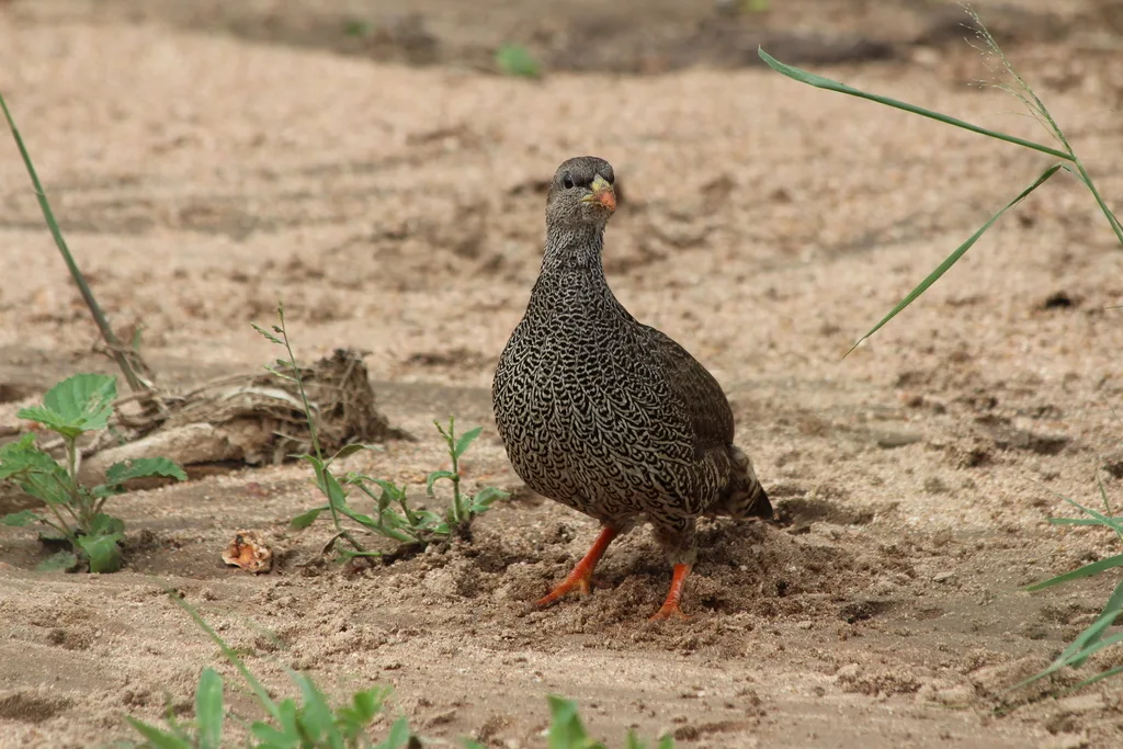 纳塔尔鹧鸪(Pternistis natalensis)