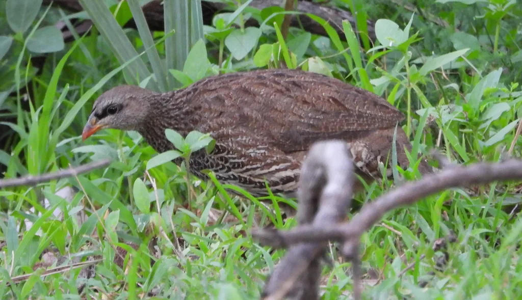 纳塔尔鹧鸪(Pternistis natalensis)