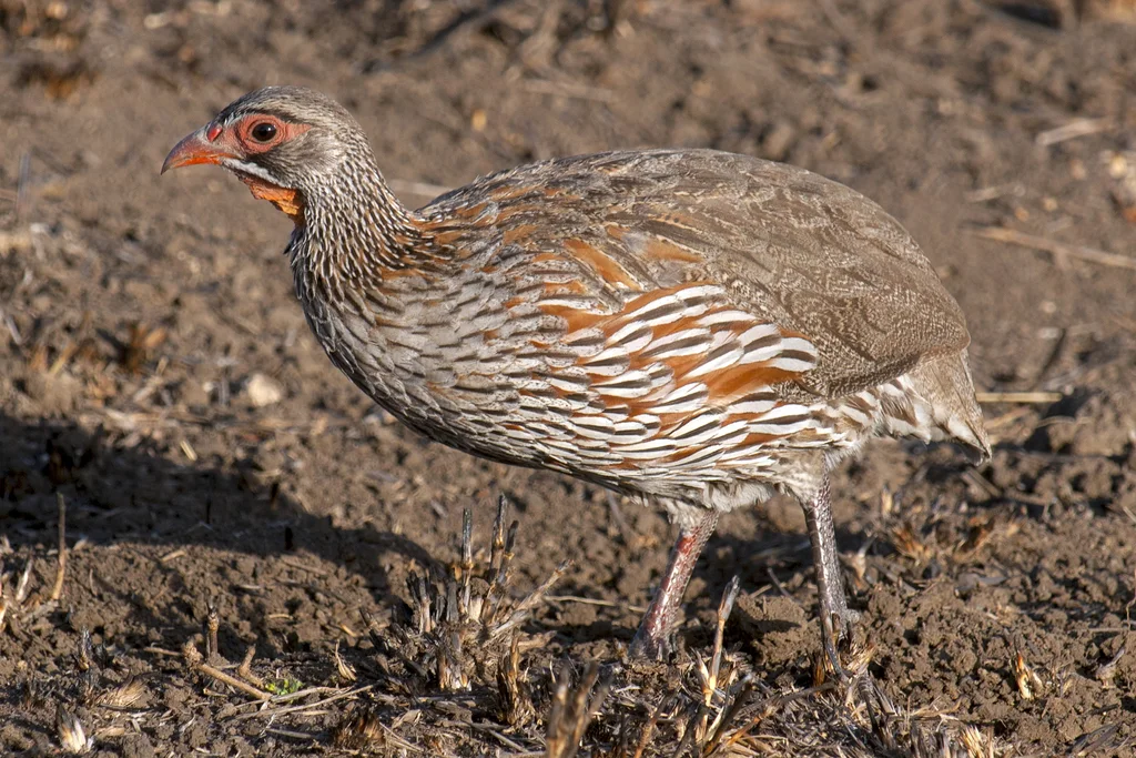 彩鹧鸪(Pternistis rufopictus)