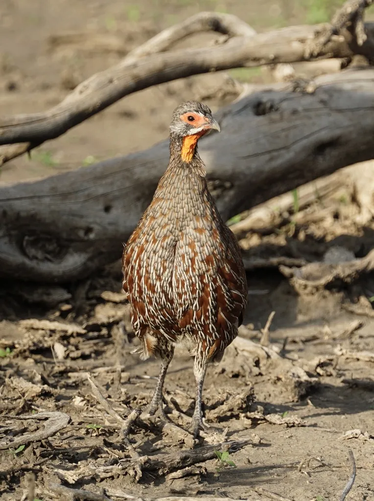 彩鹧鸪(Pternistis rufopictus)