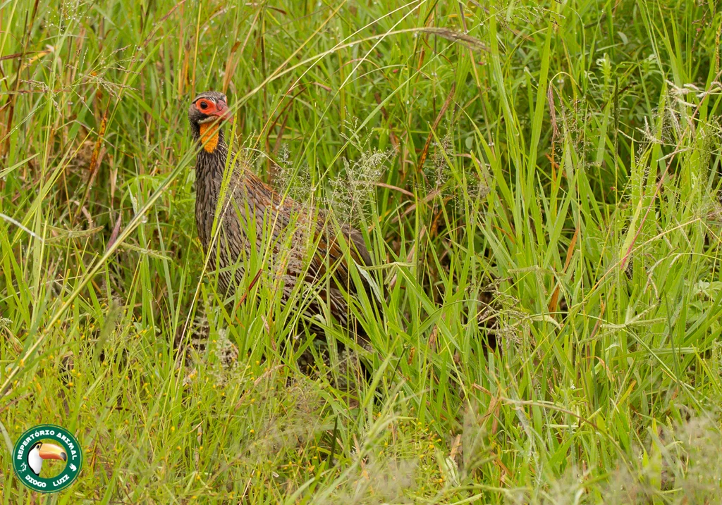 彩鹧鸪(Pternistis rufopictus)