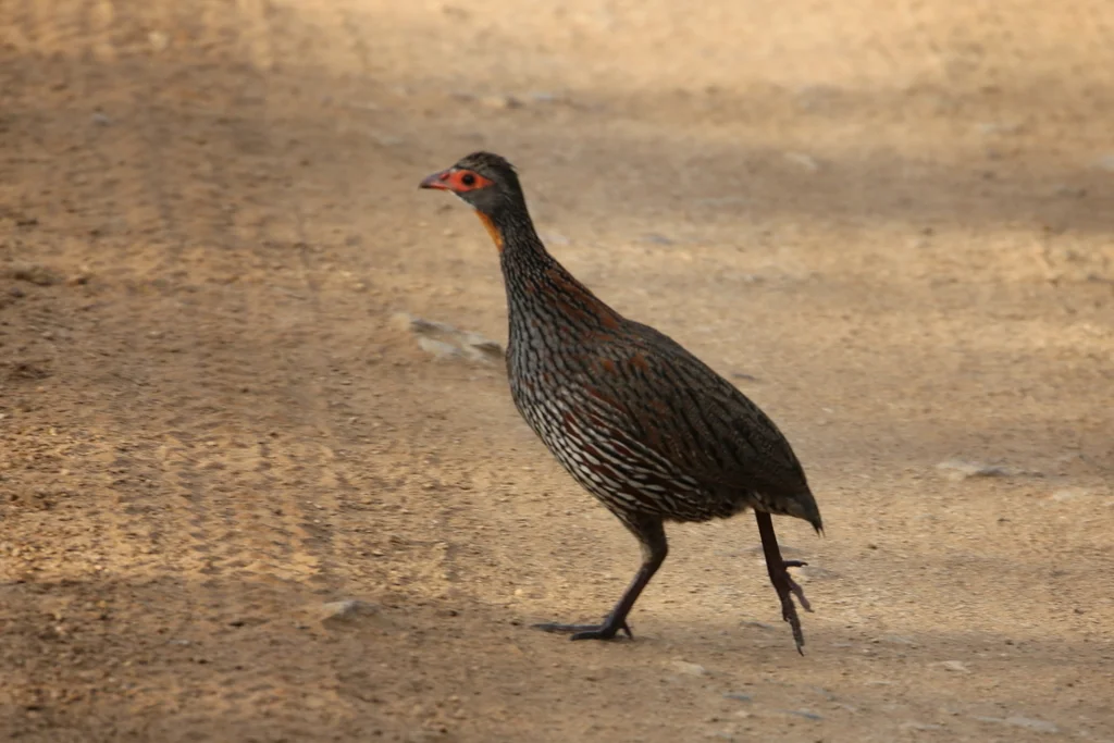彩鹧鸪(Pternistis rufopictus)