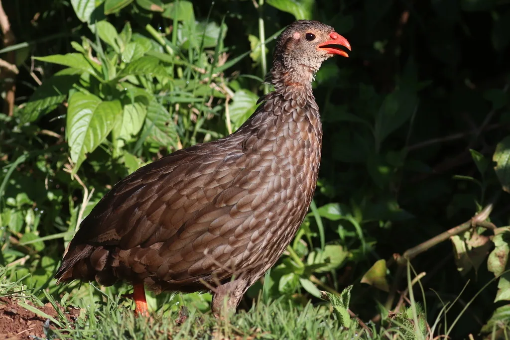 鳞斑鹧鸪(Pternistis squamatus)