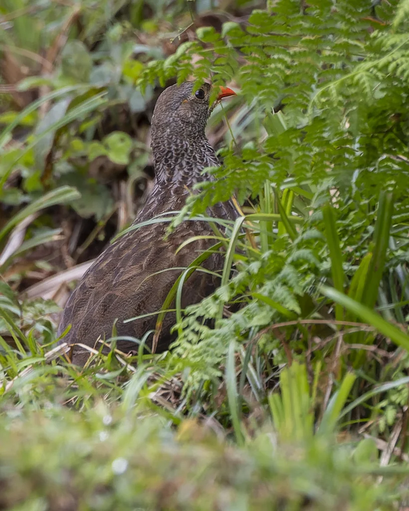 鳞斑鹧鸪(Pternistis squamatus)