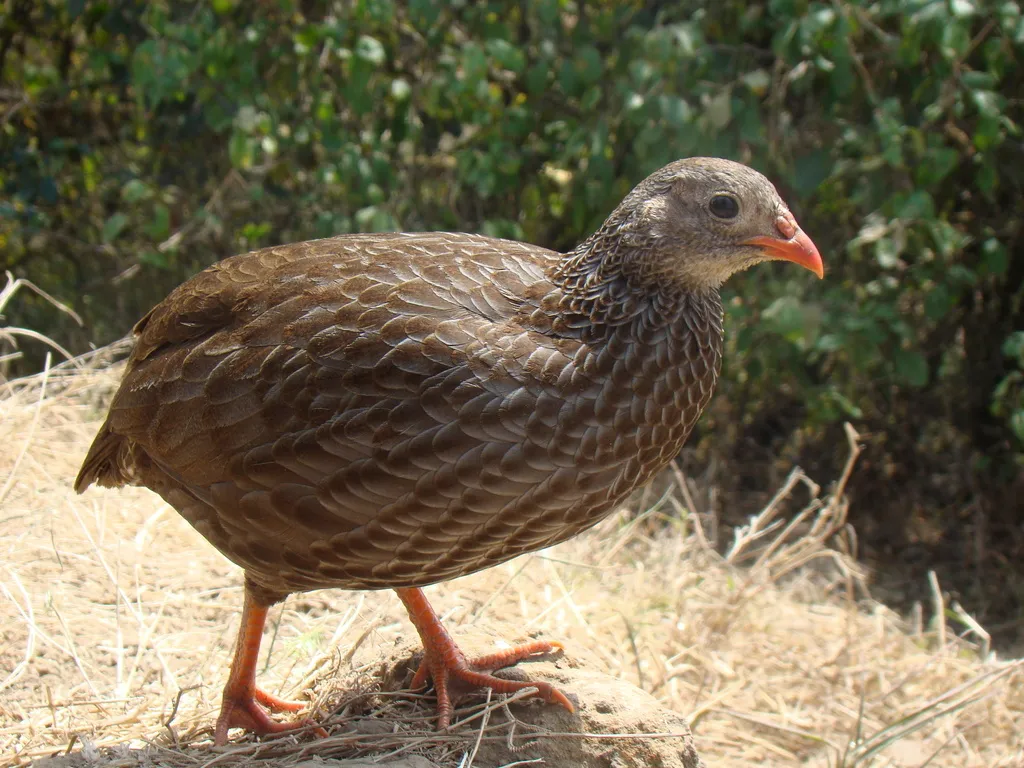 鳞斑鹧鸪(Pternistis squamatus)