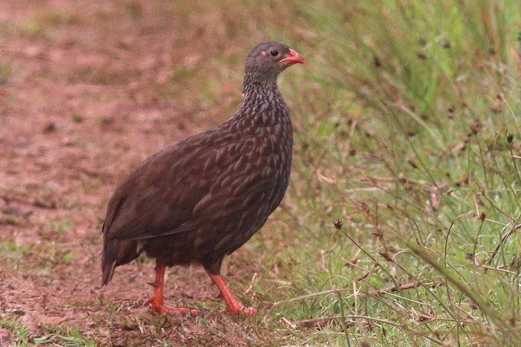 鳞斑鹧鸪(Pternistis squamatus)